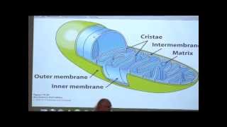 Kevin Aherns BiteSized Biochemistry 32  NeurotransmissionElectron Transport [upl. by Eiramllij179]