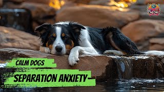 1 Hour of Relaxing Music for Dogs 🐶🎶 Calming Sounds to Reduce Anxiety amp Stress [upl. by Namsaj211]