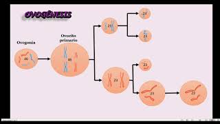 Ovogénesis [upl. by Hussey]