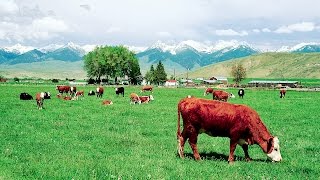 Anahtar Teslim Devlet Destekli Hibeli Büyükbaş Küçükbaş Ahır ve Kümes Fiyatları [upl. by Zemaj749]