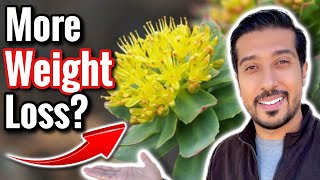 Rhodiola Rosea for Weight Loss  Does Cortisol Cause Weight Gain [upl. by Diarmit]