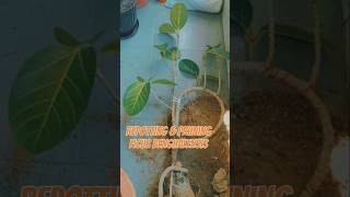 Ficus benghalensis potting and pruning ✅ ytshortsvideo shorts bonsai gardening repotting viral [upl. by Aynotal]