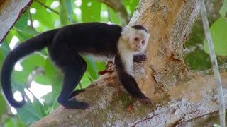 Capuchin Monkeys  Wild Caribbean  BBC Earth [upl. by Roberto]