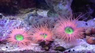 Orange Cerianthus Tube Anemones [upl. by Mcmillan]