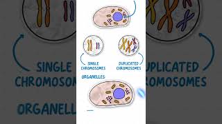 GCSE Biology  Mitosis amp The Cell Cycle in 60 Seconds [upl. by Draper]