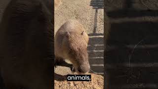 Capybaras are crepuscular animals meaning they are most active during dawn and dusk [upl. by Demetris932]