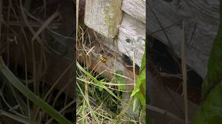 Wasp v Spider Stinger [upl. by Idnaj]