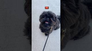 Cute Solid Black Shih Tzu Ryder ❤️ shihtzu dogmom cutedog 시츄 [upl. by Chessa]