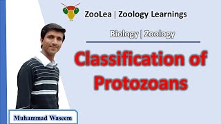 Classification of protozoans  ZooLea  Lesson 3  Biology Zoology [upl. by Maggy]