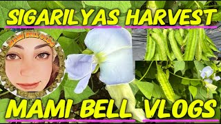 SIGARILYAS HARVESTmamibellvlogs [upl. by Poulter36]