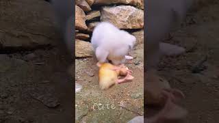 Cute puppy and its good frieds cute cutepet animalsdog doglover chicken duck [upl. by Ollayos960]