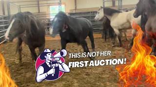 Horse Auction  Wild West  🔥😜🤠 [upl. by Nothsa]