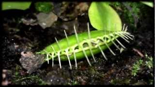 Pianta carnivora quotDionaea Muscipulaquot vs quotPalomena viridissima cimicequot [upl. by Seyer]