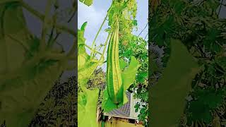 Ab to bada ho gaya hai 😊❤️😊🥒🥒🥒 nature gardenplants vegetables ytshorts shortvideos [upl. by Petulah180]