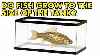 Do Fish Grow To The Size of The Tank  FISH MYTHS UK [upl. by Namlak]