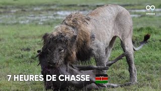 Un lion passe 7 heures à chasser un phacochère [upl. by Ayital]