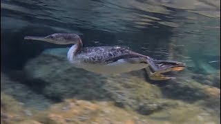 Cormoran qui chasse sous leau HD  Cormorant hunting underwater [upl. by Enilrek]