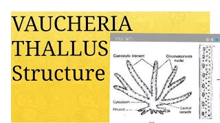 Lecture 01 VAUCHERIA Thallus Structure [upl. by Corsiglia]