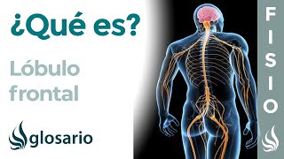 Descubre cómo funciona tu cerebro Hemisferio Izquierdo vs Hemisferio Derecho [upl. by Enitsud]