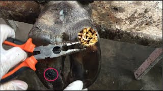 Cut Trim and Cleaning Screw with Wood WAS STUCK IN cows hoof [upl. by Ehtylb]