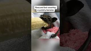 Rescued Bat Delights in Banana Snack v Rescued Bat Eating A Banana v Video By animalvibes365v [upl. by Donielle199]