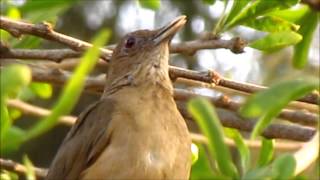 Turdus grayi Claycolored Thrush [upl. by Euqinahs232]