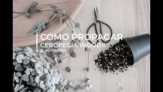 COMO PROPAGAR  Ceropegia Woodii [upl. by Blader]