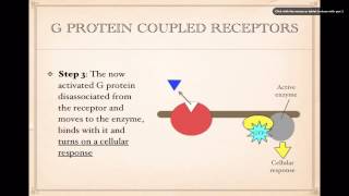 Cell SignalingG Protein Coupled Receptors [upl. by Adahs]