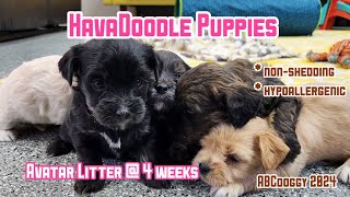 HavaDoodle Puppies  4 weeks old  Avatar Litter 4124 birth day  ABCdoggy 2024 [upl. by Kirrad203]