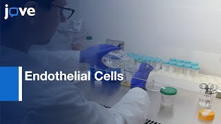 Endothelial Cells Isolation Expandion and Adipogenic Induction  Protocol Preview [upl. by Snave]