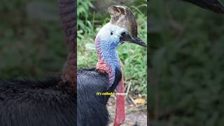 Cassowary The Worlds Most Dangerous Bird  Deadliest Bird Facts [upl. by Richards]