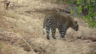 Scotia Female Leopard Roars In A Riverbed [upl. by Nylidam]