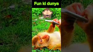 Hilarious amp Adorable Monkey Momentsworld news [upl. by Enelyaj294]