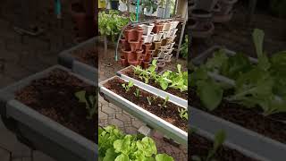 Soilless Farming home gardening technique [upl. by Olwena781]