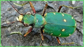 Cicindela campestris  Linnaeus 1758  Carabidae  Cicindèle champêtre  France  072019 [upl. by Nylirem]