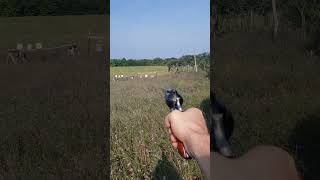 Ruger Vaquero single action 357 magnum revolver shooting handgun [upl. by Ekalb]