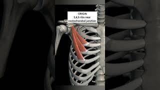 pectoralis minor muscle with origin insertion Nerve supply pectoral regionanatomy 1styearmbbs [upl. by Aralomo]