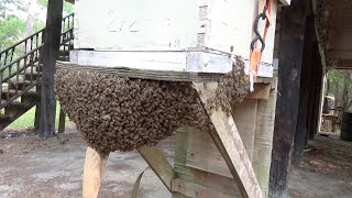 Capturing a huge swarm of honeybees and the surprise ending it had in store for me [upl. by Kalman662]