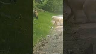 DOG VS BEAR🐶🆚🐻 dogfight bear bearfight dog compilation doglife [upl. by Alyad]