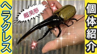 世界で一番大きなカブトムシ、ヘラクレスオオカブトの個体紹介！ [upl. by Suiram]