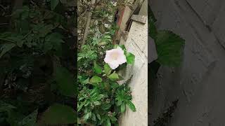 Flower blossom at home Garden balajivelpandian2613 [upl. by Anael]