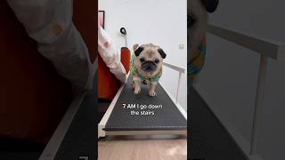 A VERY busy morning in Loulou’s life 😂 Song by The Holderness Fam pug dog shorts [upl. by Kung]