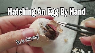 Vlog 3 Manually Hatching An Egg amp Helping Chick Get Out  Vet Visit amp Corgi Meetup [upl. by Ylrebmic]