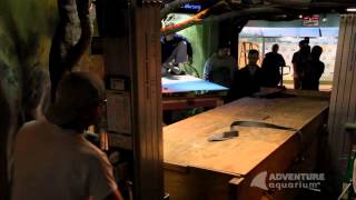 Mighty Mike the American Alligator arrives at Adventure Aquarium  2013 [upl. by Erline]