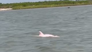 Houston fisherman captures video of pink dolphin in Louisiana [upl. by Atilrahc834]