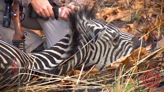 Vision Quest  Zebra Hunt Short Clip [upl. by Iron]