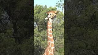 La Girafe🦒 Zoo de Montpellier [upl. by Adnawot]