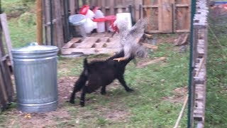 RAGNAR The Rooster vs Fights BO The Goat  Round 1 FIGHT [upl. by Ayik]