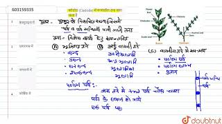 क्लेडोड Cladode में रूपांतरित तना पाया जाता है  12  पुष्पीय पादपों की आकारिकी  BIOLOGY  E [upl. by Jariv341]