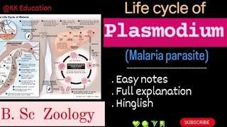 Life cycle of plasmodium l malaria parasite l BSc Zoology l Full details l kkeducationn [upl. by Tlihcox452]